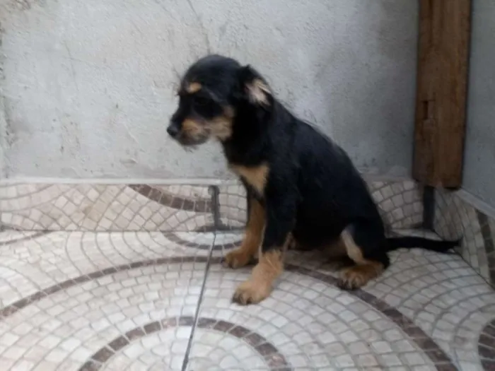 Cachorro ra a Srd idade 2 a 6 meses nome Sem nome