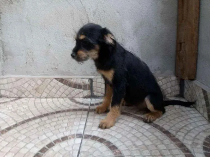 Cachorro ra a Srd idade 2 a 6 meses nome Sem nome