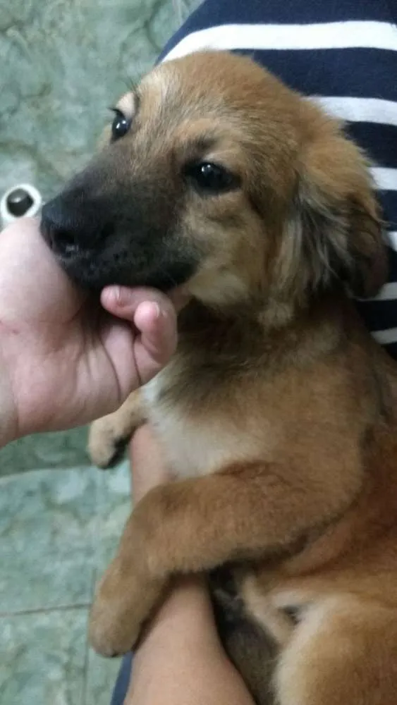 Cachorro ra a Srd idade 2 a 6 meses nome Sem nome