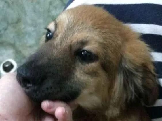Cachorro ra a Srd idade 2 a 6 meses nome Sem nome