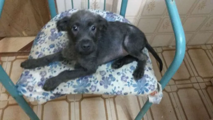 Cachorro ra a Srd idade 2 a 6 meses nome Sem nome