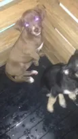 Duda e Ralf