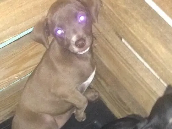 Cachorro ra a SRD idade 2 a 6 meses nome Duda e Ralf