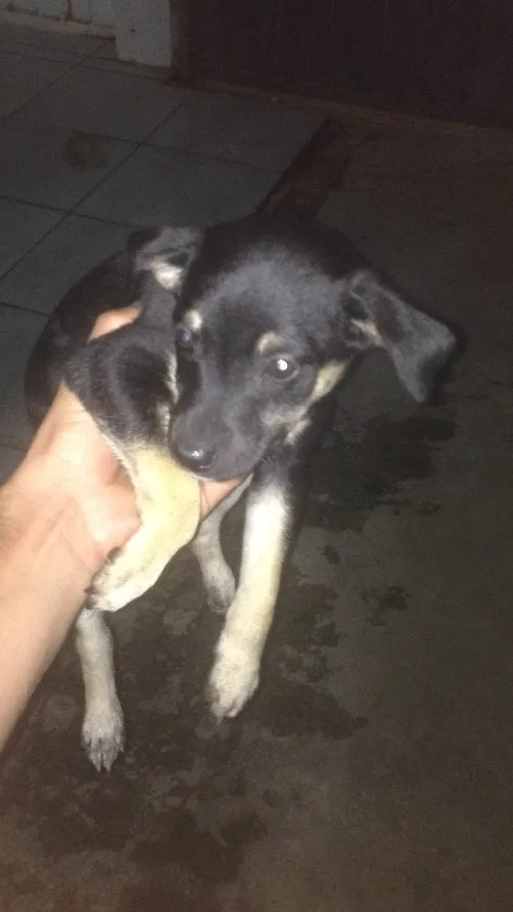 Cachorro ra a SRD idade 2 a 6 meses nome Duda e Ralf