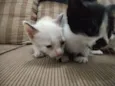 Gatos