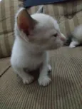 Gatos