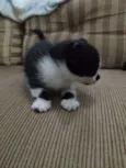Gatos