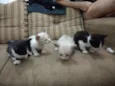 Gatos