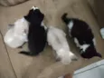 Gatos