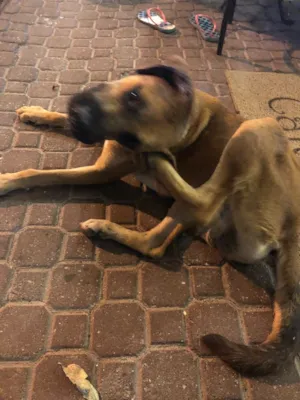 Cachorro raça Sem Raça Definida idade 2 anos nome Não sei
