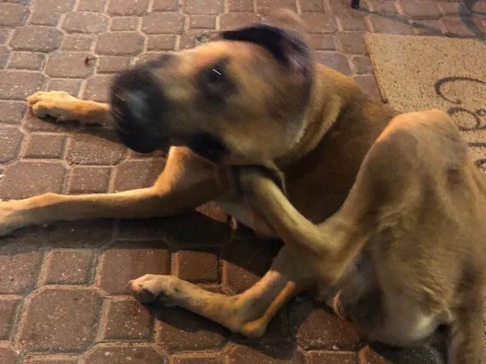 Cachorro ra a Sem Raça Definida idade 2 anos nome Não sei