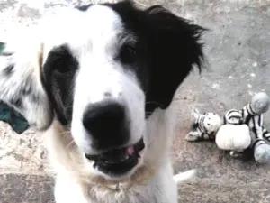 Cachorro raça Sem raça idade 7 a 11 meses nome Oreo