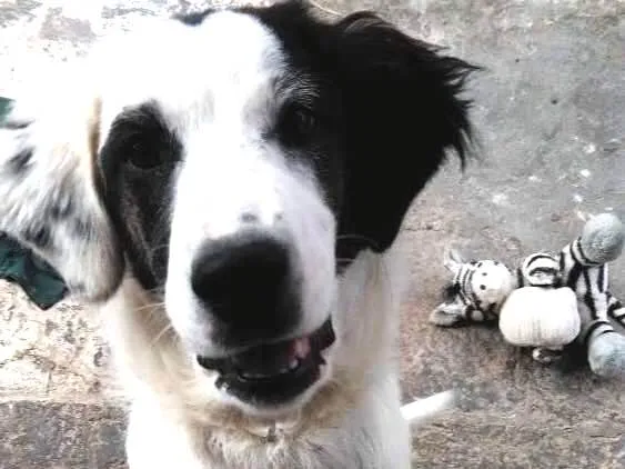 Cachorro ra a Sem raça idade 7 a 11 meses nome Oreo
