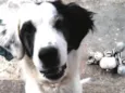 Oreo