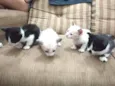 Gatos