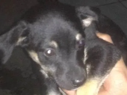 Cachorro ra a SRD idade 2 a 6 meses nome Duda e Ralf