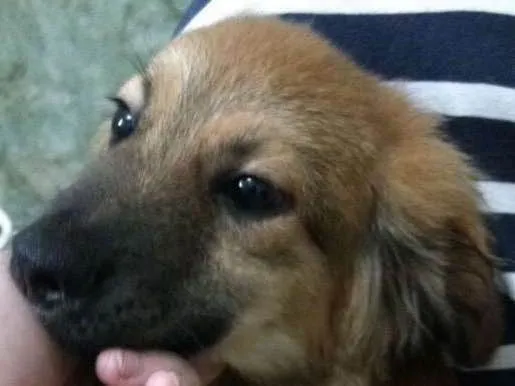 Cachorro ra a Srd idade 2 a 6 meses nome Sem nome