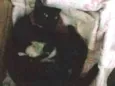 Pretinha