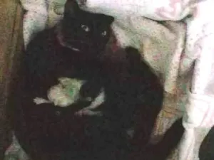 Gato raça  idade 1 ano nome Pretinha