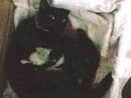 Gato ra a  idade 1 ano nome Pretinha