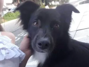 Cachorro raça SRD idade 2 a 6 meses nome Tobias