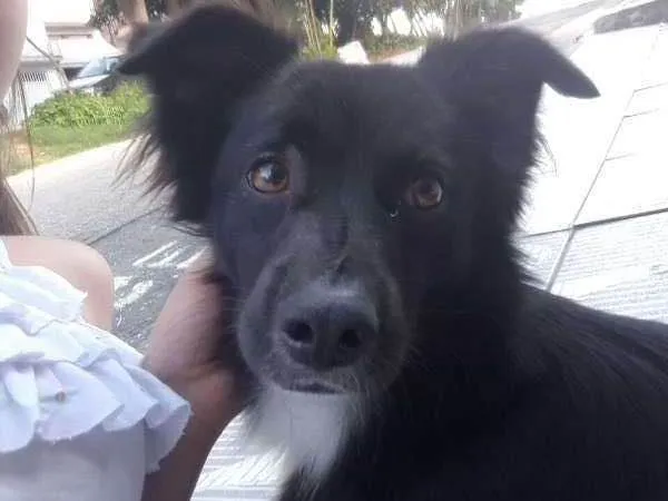 Cachorro ra a SRD idade 2 a 6 meses nome Tobias