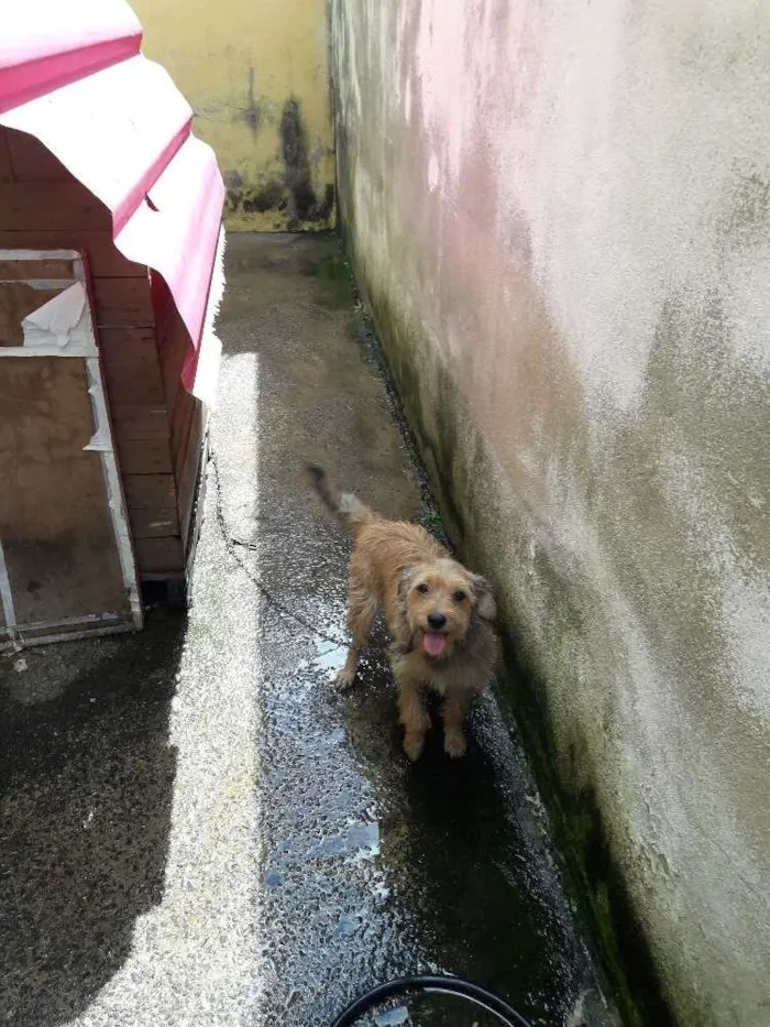 Cachorro ra a Mestiça  (lhasa) idade 1 ano nome Margaret 