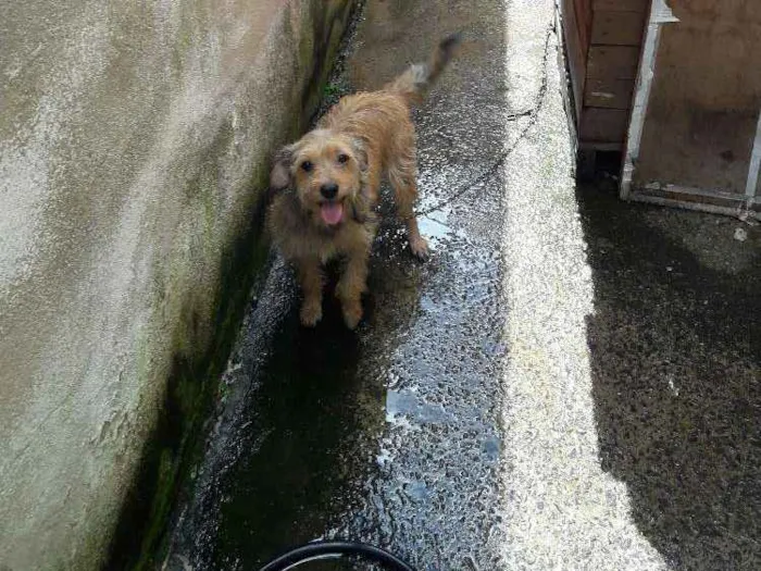 Cachorro ra a Mestiça  (lhasa) idade 1 ano nome Margaret 