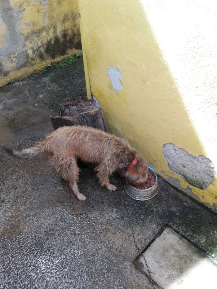 Cachorro ra a Mestiça  (lhasa) idade 1 ano nome Margaret 