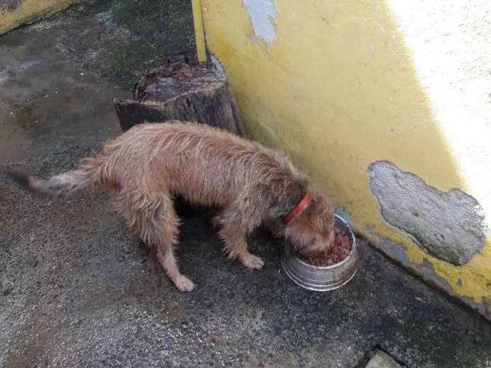 Cachorro ra a Mestiça  (lhasa) idade 1 ano nome Margaret 