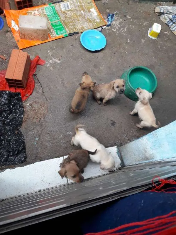 Cachorro ra a vira-lata idade Abaixo de 2 meses nome Filhotes