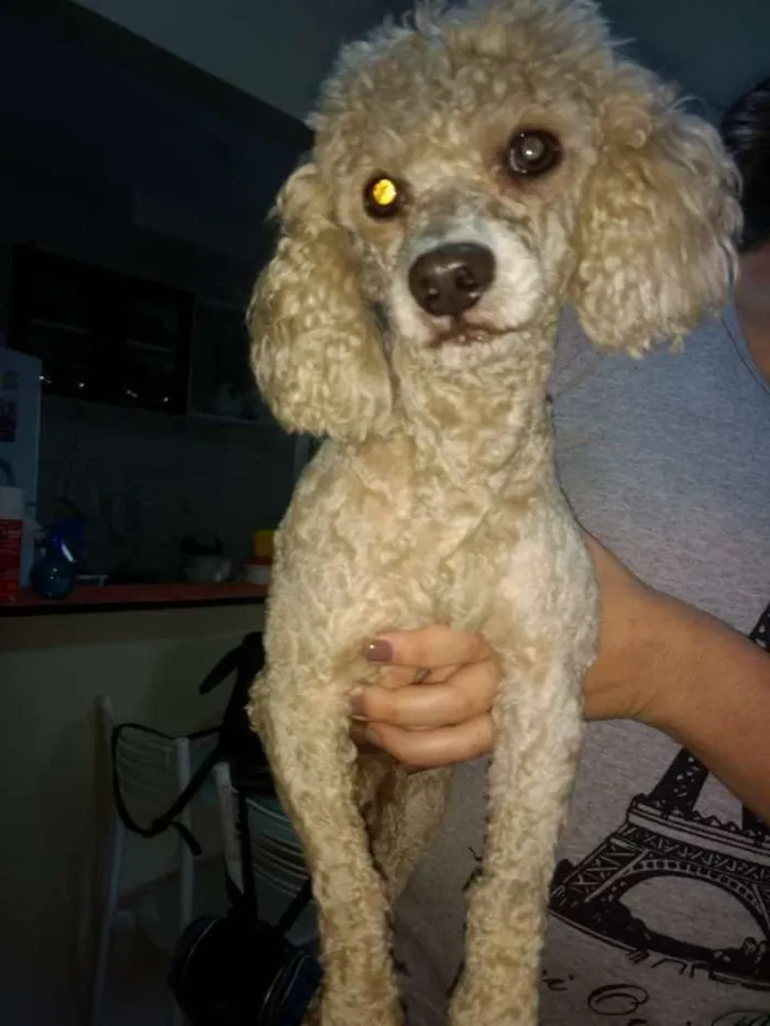 Cachorro ra a Poodle idade 5 anos nome Sem nome