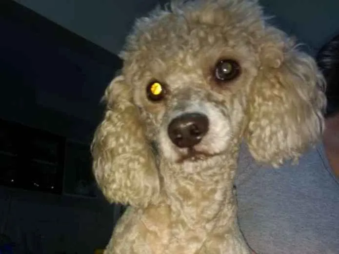 Cachorro ra a Poodle idade 5 anos nome Sem nome