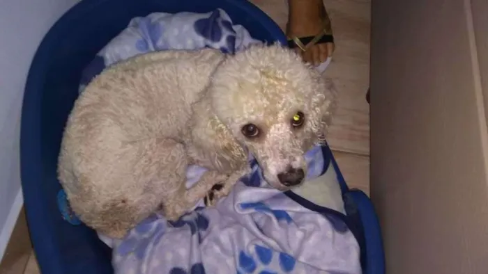 Cachorro ra a Poodle idade 5 anos nome Sem nome