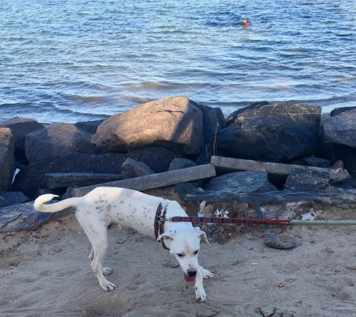 Cachorro ra a Dálmata mestiço e Raposinha idade 2 anos nome Bruce e Fox