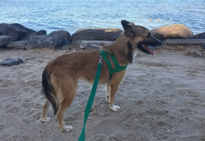 Cachorro ra a Dálmata mestiço e Raposinha idade 2 anos nome Bruce e Fox