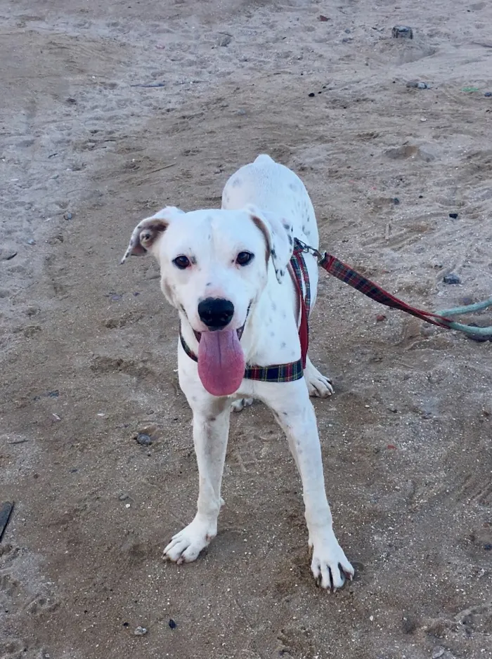 Cachorro ra a Dálmata mestiço e Raposinha idade 2 anos nome Bruce e Fox