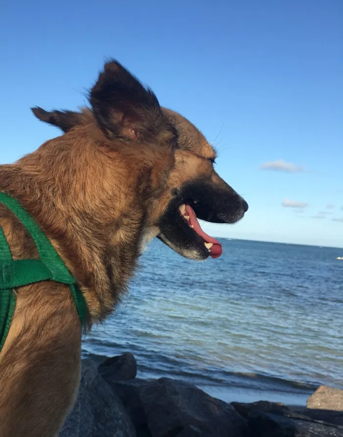 Cachorro ra a Dálmata mestiço e Raposinha idade 2 anos nome Bruce e Fox