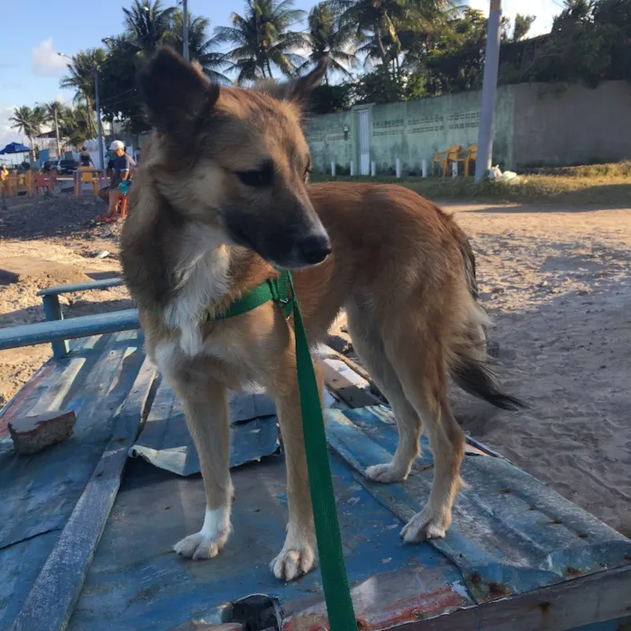 Cachorro ra a Dálmata mestiço e Raposinha idade 2 anos nome Bruce e Fox