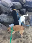 Bruce e Fox