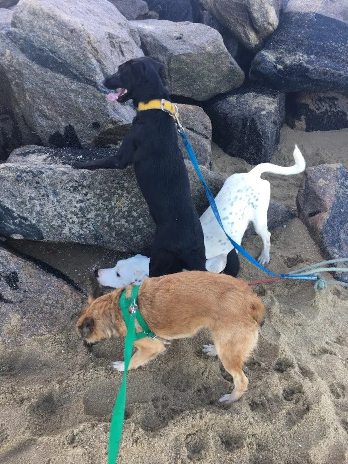 Cachorro ra a Dálmata mestiço e Raposinha idade 2 anos nome Bruce e Fox