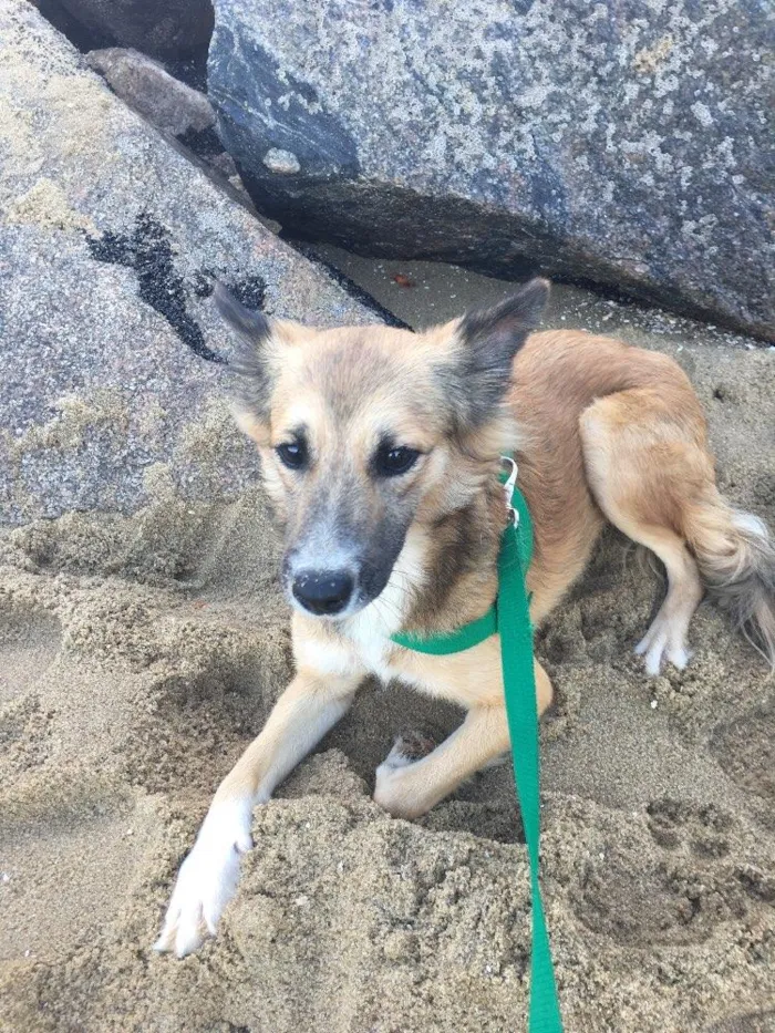 Cachorro ra a Dálmata mestiço e Raposinha idade 2 anos nome Bruce e Fox