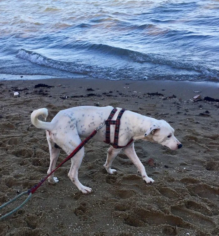 Cachorro ra a Dálmata mestiço e Raposinha idade 2 anos nome Bruce e Fox
