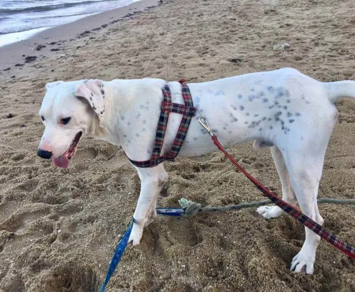 Cachorro ra a Dálmata mestiço e Raposinha idade 2 anos nome Bruce e Fox