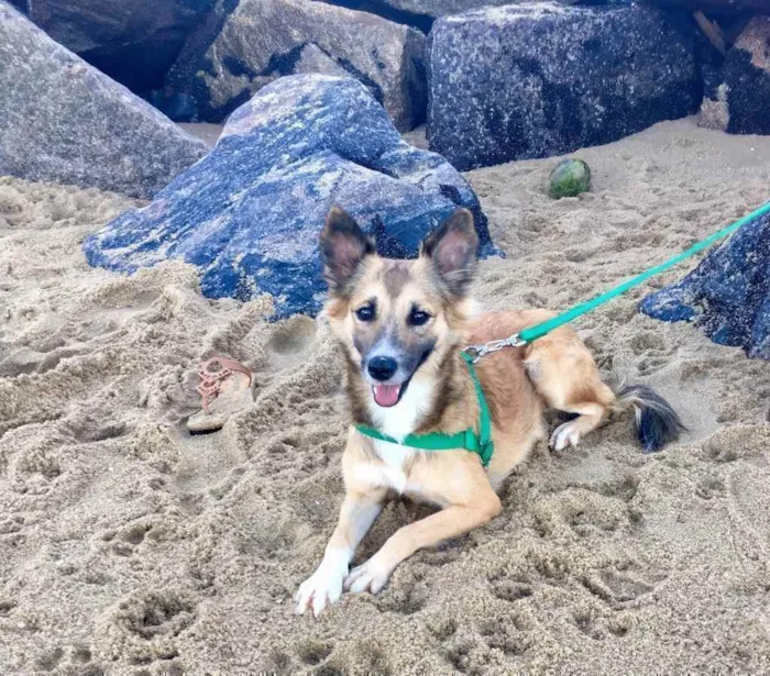 Cachorro ra a Dálmata mestiço e Raposinha idade 2 anos nome Bruce e Fox