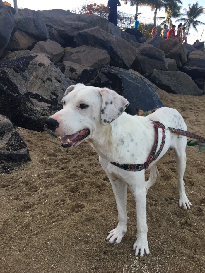 Cachorro ra a Dálmata mestiço e Raposinha idade 2 anos nome Bruce e Fox