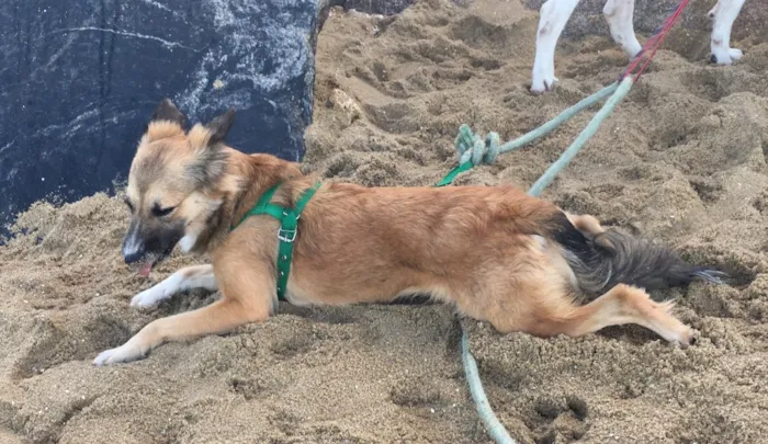 Cachorro ra a Dálmata mestiço e Raposinha idade 2 anos nome Bruce e Fox