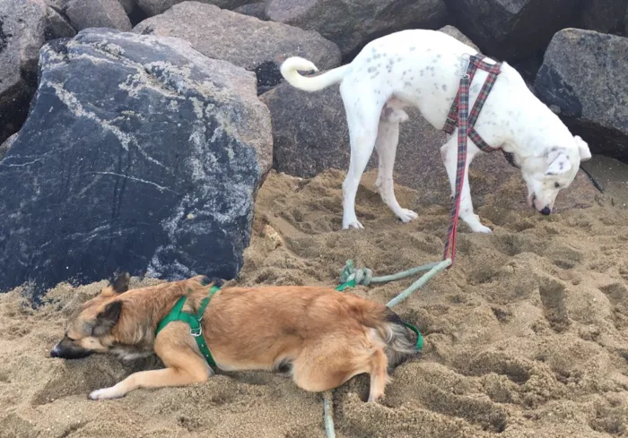 Cachorro ra a Dálmata mestiço e Raposinha idade 2 anos nome Bruce e Fox