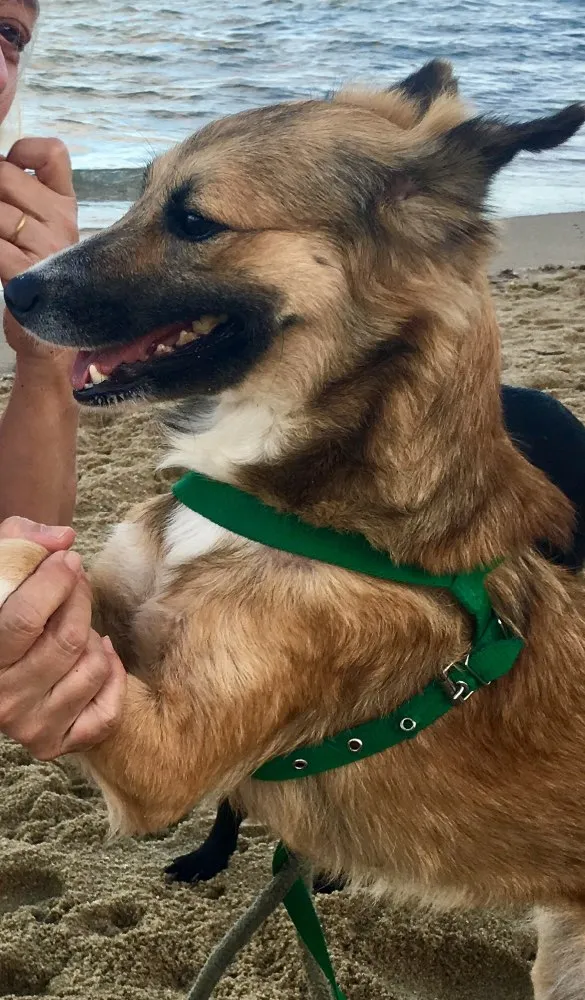 Cachorro ra a Dálmata mestiço e Raposinha idade 2 anos nome Bruce e Fox