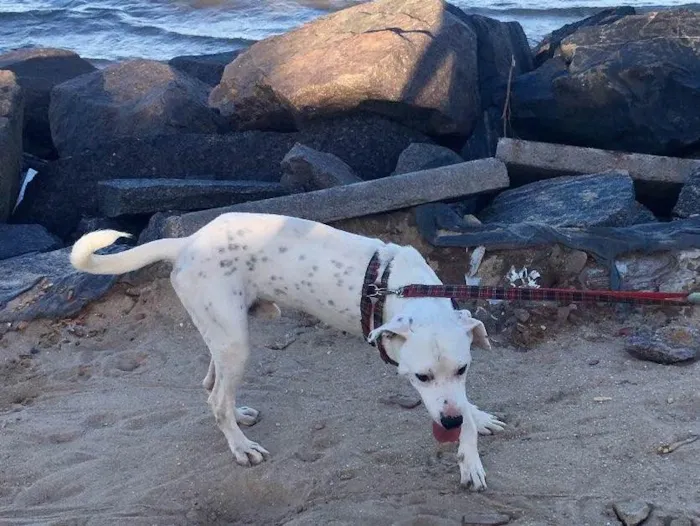 Cachorro ra a Dálmata mestiço e Raposinha idade 2 anos nome Bruce e Fox